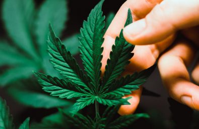 Beautiful Cannabis Leaf Concepts Growing And Using Marijuana And Beautiful Cannabis Leaf Concepts Growing And Using Marijuana And